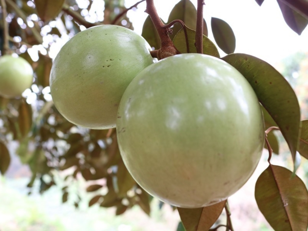 Giúp xương và răng chắc khỏe